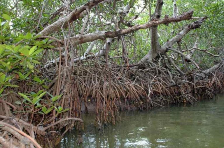 Reforestan hectáreas de manglar en la reserva de Laguna de Términos, Campeche
