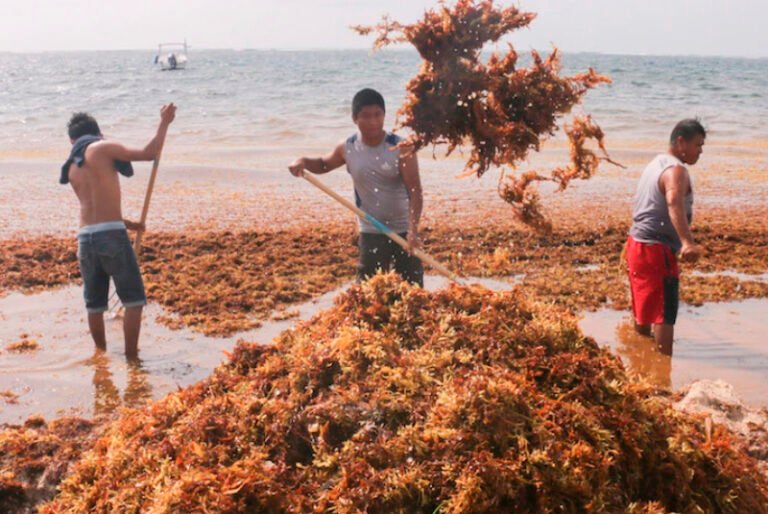 Semar fracasa en controlar el sargazo en las playas
